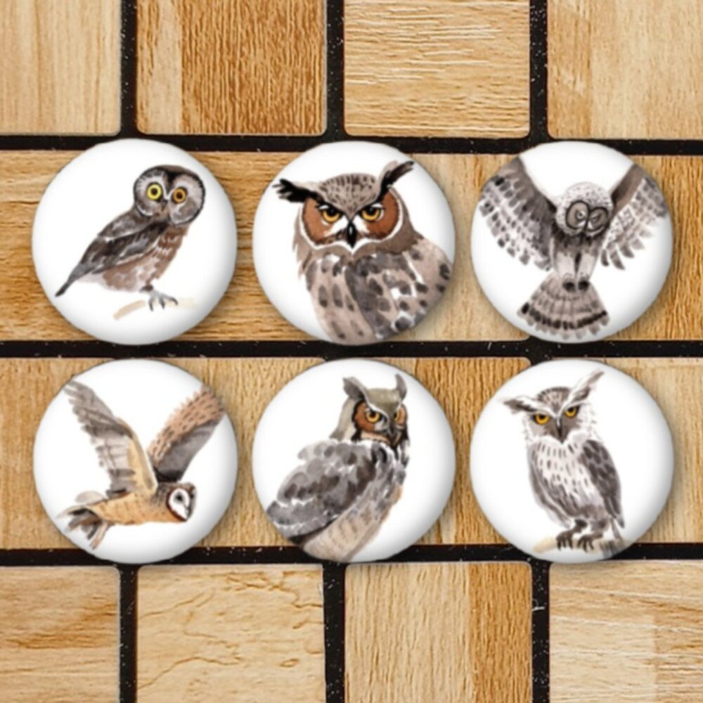 Watercolor Owl Fridge Magnets Set Of 6 Metal Magnets Home Office Kitchen School